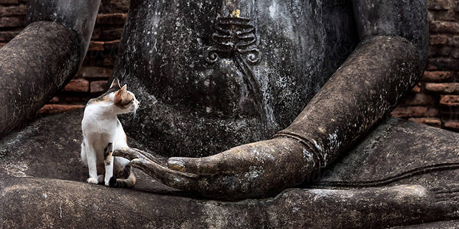 mèo trên tượng Phật